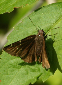 Southern Cloudywing